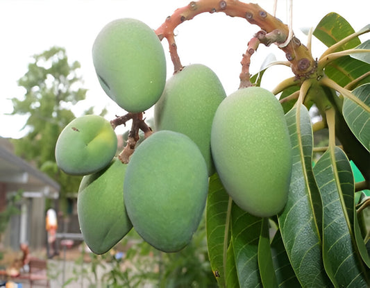 Nadusalai / Pether / Raspuri Mango