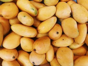 Malgova / Malgoa Mango